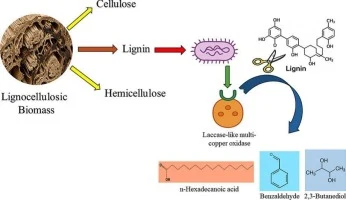 Isolation and characterization of a lignin-degrading Escheri