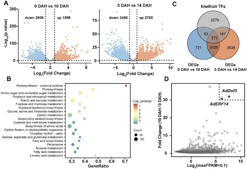 Transcriptomic analysis of kiwifruit ( A. deliciosa cv. Hayward) ripening and screening of candidate ripening-associated TFs. (A) Volcano plots of the differentially expressed genes (DEGs) during kiwifruit ripening 0 vs 10 DAH and 0 vs 14 DAH. Genes with a false discovery rate (FDR) < 0.05 and an ab