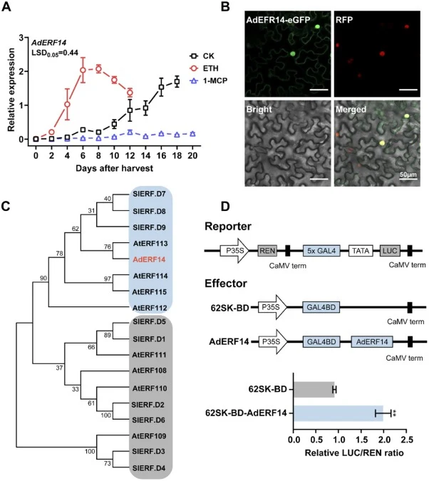 Molecular characterization of AdERF14. (A) Expression patterns of AdERF14 during kiwifruit ripening, with the black line representing natural ripening, the red line representing ethylene treatment, and the blue line representing 1-MCP treatment. Error bars indicate SEs from three biological replicat
