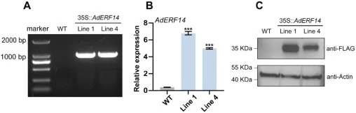 Overexpression of AdERF14 in kiwifruit ( A. chinensis cv. Donghong). (A) PCR analysis of the wild-type (WT) and two independently regenerated AdERF14 overexpression lines. (B) Relative expression of AdERF14 in WT and transgenic lines. Error bars represent SEs from three biological replicates, and st