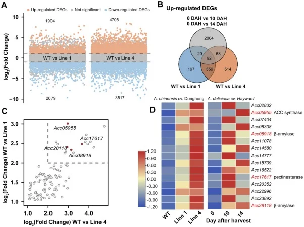 Transcriptomic analysis of AdERF14 -overexpressing callus lines reveals the upregulation of ripening-related genes. (A) Differential expression analysis of genes in AdERF14-overexpressing callus lines of A. chinensis cv. Donghong relative to WT. Scatter plots show the log₂ (fold changes) of genes in