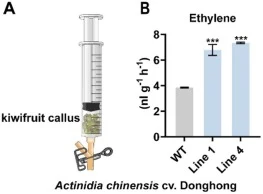 Overexpression of AdERF14 promotes ethylene biosynthesis. (A) Schematic diagram of ethylene sampling from kiwifruit. Callus samples of A. chinensis cv. Donghong (WT and AdERF14-overexpressing lines) cultured for 4 weeks were placed in a sealed container for 1 h, after which 1 mL of gas was withdrawn