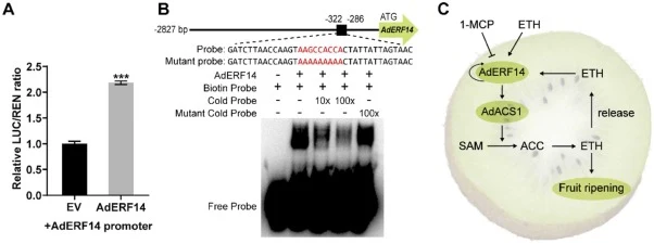 AdERF14 activates its own transcription and regulates ethylene biosynthesis in kiwifruit. (A) Dual-luciferase reporter assay indicates that AdERF14 positively regulates its own promoter activity. The LUC/REN ratio of the empty vector was set to 1. Error bars indicate SEs from four biological replica