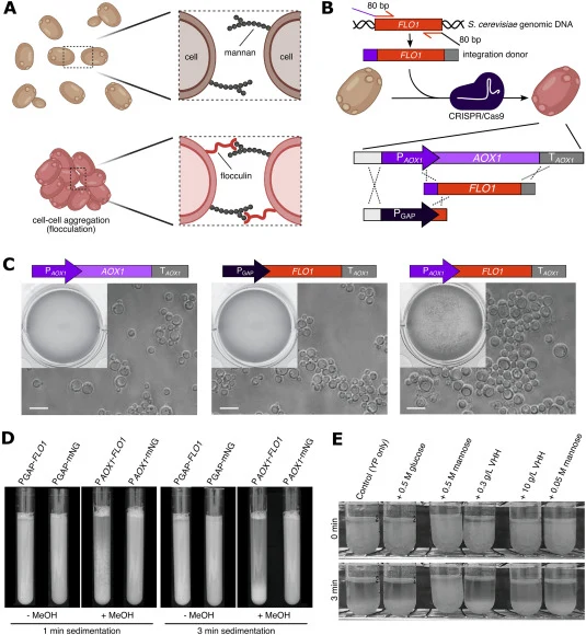 Engineering ScFlo1p-mediated flocculation A: Molecular mechanism of flocculation: Flocculins exposed on the cell surface bind mannans present in the cell walls of other cells, thus mediating cell-cell aggregation. Created in BioRender. Degreif, D. (2026) https://BioRender.com/54nbqy4 B: Schematic re