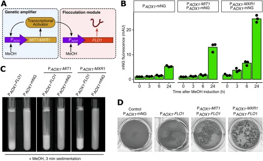 Enhancing inducible flocculation with genetic amplifiers A: Schematic representation of the genetic amplifier module: Transcription activators Mit1 and Mxr1 are under control of P AOX1 which they are activating thus creating a synthetic positive feedback loop. Transcription activators Mit1 and Mxr1