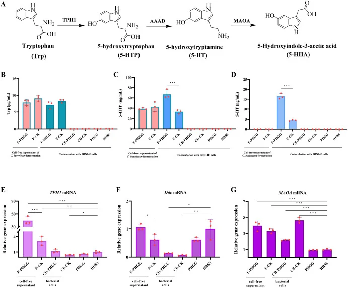 Impact of cell-free supernatant, bacterial cells, PHGG, and HBSS on RIN14B cells 5-HT synthesis. (A) Schematic diagram of the 5-HT synthetic metabolic pathway. (B) Influence of cell-free supernatant, bacterial cells, PHGG, and HBSS treatment on Trp secretion. (C) Modulation of 5-HTP secretion by cel