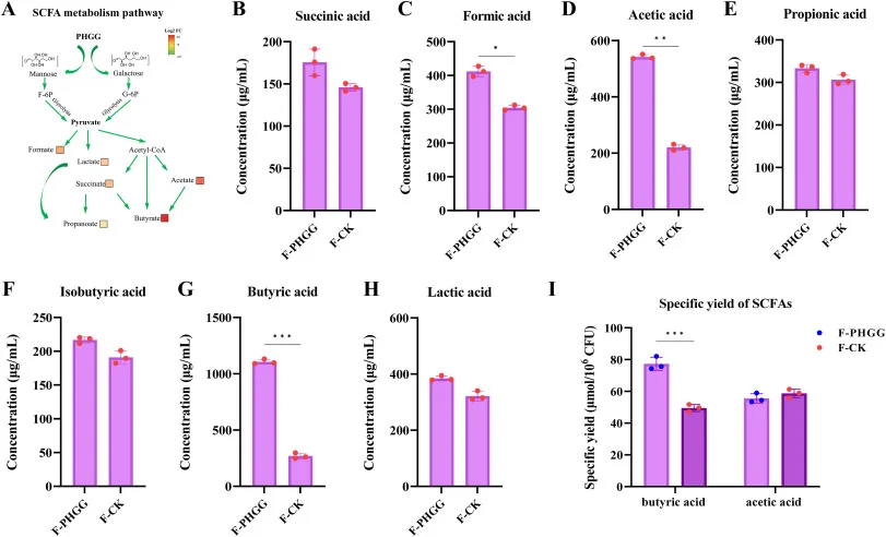 Concentrations of SCFAs produced from PHGG fermented by C. butyricum. Microbial pathways for SCFAs (A). The content of succinic acid (B), formic acid (C), acetic acid (D), propionic acid (E), isobutyric acid (F), butyric acid (G) and lactic acid (H) in F-PHGG and F-CK, respectively. (I) Specific yie