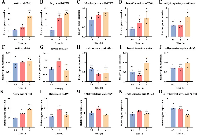Effects of key metabolites on TPH1, Ddc, and MAOA gene expression in RIN14B cells at different incubation times. Effects of Acetic acid (A), Butyric acid (B), 3-Methylglutaric acid (C), Trans-Cinnamic acid (D), and α-Hydroxyisobutyric acid (E) treatments on TPH1 gene transcription. Ddc gene transcri