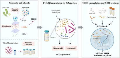 A new insight into galactomannan as a prebiotic: Modulating