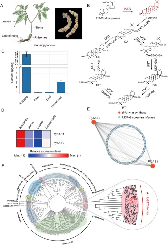 Bioinformatic analysis of candidate UGT genes from P. japonicus. (A) Schematic diagram of tissue parts in P. japonicus and the Chinese herbal medicine Zhujieshen. (B) Schematic representation of the OA-type saponin biosynthetic pathway, with β-amyrin synthase (bAS) highlighted in red. (C) Tissue-spe