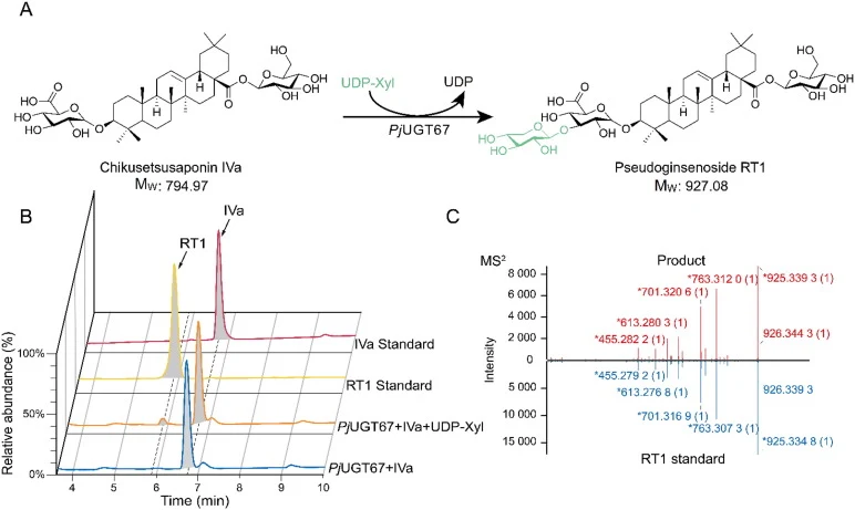 Functional characterization of PjUGT67. (A) PjUGT67 catalyzed chikusetsusaponin IVa (IVa, MW: 794.97) to produce pseudoginsenoside RT1 (RT1, MW: 927.08). (B) HPLC chromatograms of chikusetsusaponin IVa standard, pseudoginsenoside RT1 standard, reaction mixture and negative control. (C) MS analysis o
