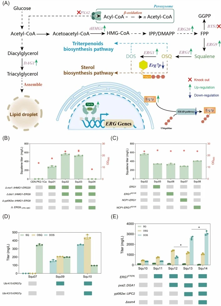 Development of the high-flux OSQ and DOS dual-precursor chassis via post-translational regulation and metabolic network remodeling. (A) Schematic overview of the systematic metabolic reconfiguration strategy. MVA flux was enhanced through targeted pathway reinforcement and UPC2 overexpression, while