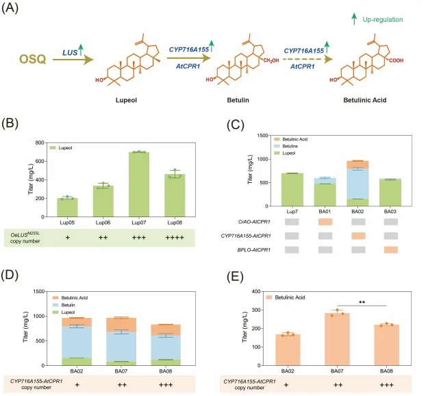 Pathway assembly, OSQ cyclase and cytochrome P450 stoichiometric balancing for BA biosynthesis in shake flasks. (A) Schematic overview of the systematic metabolic engineering for BA production. (B) Enhancement of lupeol titers through gene dosage adjustment. (C) Screening of different C-28 cytochrom
