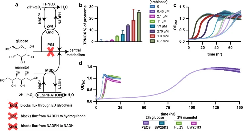 NADPH-imbalanced strain PEQS grows slowly in the absence of an NADPH-oxidizing pathway a. Schematic depicting a simplified metabolic map of strain PEQS, highlighting the key pgi deletion which reroutes flux through the pentose phosphate pathway (PPP). The PPP dehydrogenase Zwf and Gnd generate NADPH