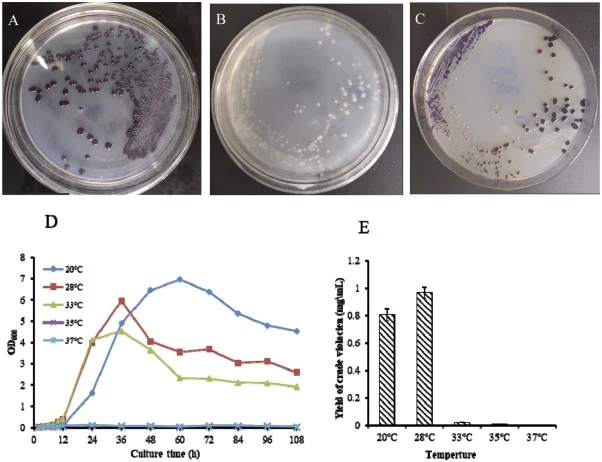 Effect of culture temperature on the growth and pigment production of M. atriviolacea SODT. (A) Colony of M. atriviolacea SODT cultivated at 28℃ for 3–5 days; (B) Colony of M. atriviolacea SODT cultivated at 33℃ for 3–5 days; (C) The plate of (B) was transferred to 28℃ for for 3–5 days; (D) The grow