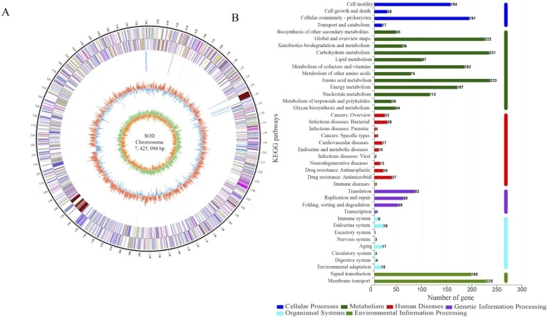 Genomic characterization and gene function annotations of M. atriviolacea SODT (A) Circular genome maps of M. atriviolacea SODT and (B) KEGG functional categories in the completely sequenced M. atriviolacea SODT genome. Note: Rings are ordered from the outermost to the innermost layer as follows: (1