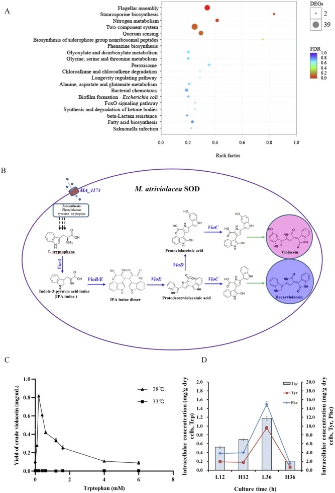 KEGG pathway enrichment of differentially expressed genes between L/H groups, and the putative violacein biosynthetic pathway. (A) KEGG pathway enrichment analysis; (B) Putative violacein/deoxyviolacein biosynthetic pathway in M. atriviolacea SOD; (C) Violacein yield under different tryptophan suppl