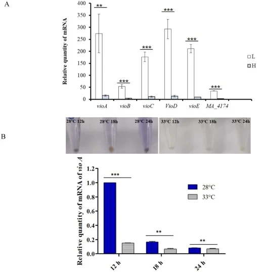 Effects of culture temperatureon the expression levels of genes involved in violacein synthesis. (A) Relative quantity of mRNA of cluster of violacein between L/H groups; (B) Relative quantity of mRNA of vioA. Note: (1) “*”, “**” and “***” indicate the significance levels at p < 0.05, p < 0.01 and p