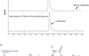 高温经转录抑制vioABCDE操纵子阻断紫色杆菌素合成