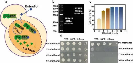 Construction of the SCRaMbLE system. (a) SCRaMbLE under precise control of “AND gate” switch; (b) PRS413 and PCRE4 plasmid transformation validation; (c) Relationship between SCRaMbLE time and lethality, data are presented as mean ± SD from n = 3 independent biological replicates; (d) Phenotypic of