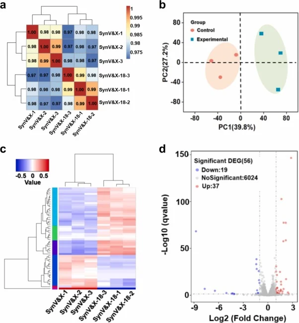 转录组测序分析。(a) RNA-Seq相关性检查;(b) PCA主成分分析;(c) 差异基因聚类分析;(d) 差异基因火山图。