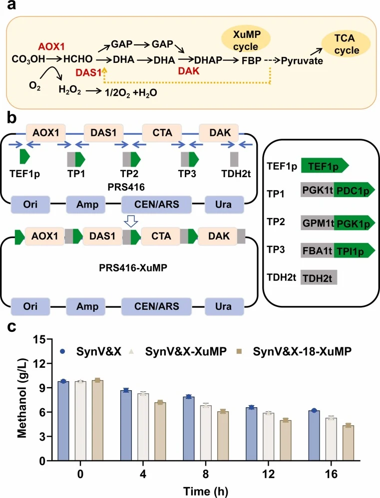 Construction of a methanol assimilation pathway and determination of its utilisation. (a) Construction of the methanol assimilation pathway in S. cerevisiae; (b) Gene linkage sequence of the PRS416-XuMP metabolic pathway; (c) Methanol concentration of SynV&X, SynV&X-XuMP and SynV&X-18-XuMP in YPD +