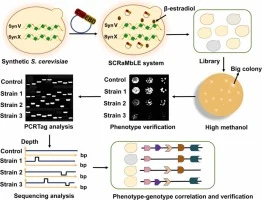 Improving methanol tolerance and utilization of Saccharomyce