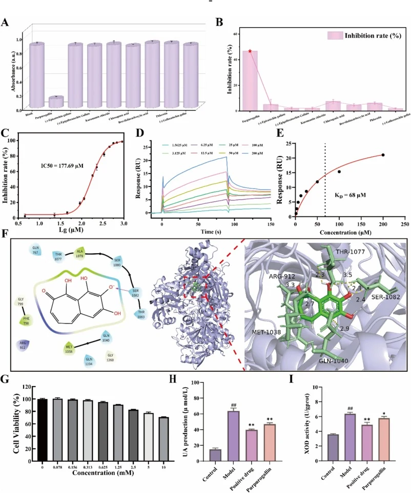 Activity verification and evaluation. (A) UV–Vis absorbance of different screened compounds at 450 nm (Purpurogallin, (−)-Epicatechin gallate, (−)-Epigallocatechin Gallate, Kuromanin chloride, Chlorogenic acid, Brevifolincarboxylic acid, Phloretin, (−)-Gallocatechin gallate). (B) Evaluation of the i