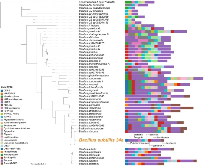 Phylogenomic characterization and biosynthetic genome mining of B. subtilis 34a. Maximum-likelihood phylogenetic tree inferred by autoMLST using genome-wide markers against the Genome Taxonomy Database (GTDB). Strain 34a (in bold) is positioned as the closest sister lineage to the B. subtilis type s