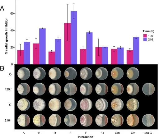 Phenotypic characterization of the biocontrol activity of B. subtilis 34a on fungal isolates. (A) Percentage of radial growth inhibition (PRGI) at 120 and 216 h. Bars represent mean ± SD (n = 5), ordered by descending PRGI at 216 h. (B) Representative dual-culture plate assays at 120 and 216 h, with