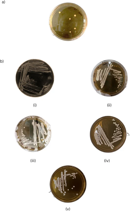 Isolation of yeast colonies from bread dough. a) An overnight culture of the yeast isolates with 1X dilution factors (1 g in 10 mL sterile water), b) Streaking plates;, and c) Microscopic observations of yeast cells; (i) TML01, (ii) TML02, (iii) TML03, (iv) TML04, and (v) TML05, respectively.
