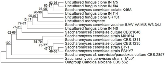 Phylogenetic tree constructed using the Maximum Likelihood method, illustrating the evolutionary relationship between the experimental yeast isolate (S. cerevisiae strain TML01) and selected fungal reference species. Bootstrap values (%) are indicated at branch points.