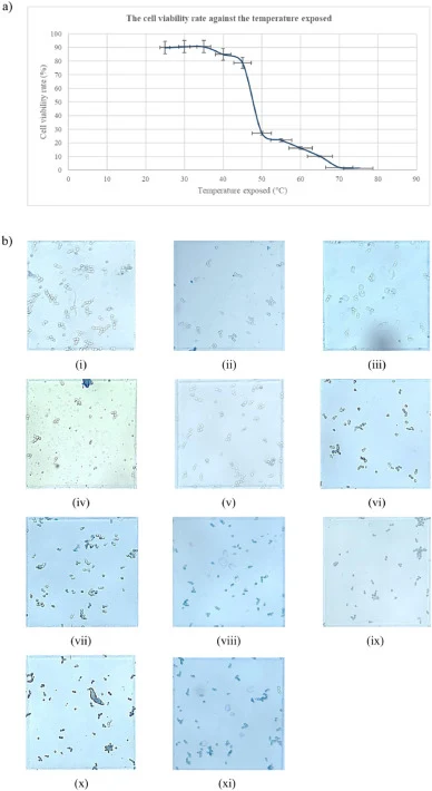 Effects of heat shock temperature on yeast cell viability. (a) Graph illustrating the change in yeast cell viability rate following exposure to increasing heat shock temperatures, showing a decreasing trend in viability as temperature increases. (b) Microscopic observations of yeast cells under a he