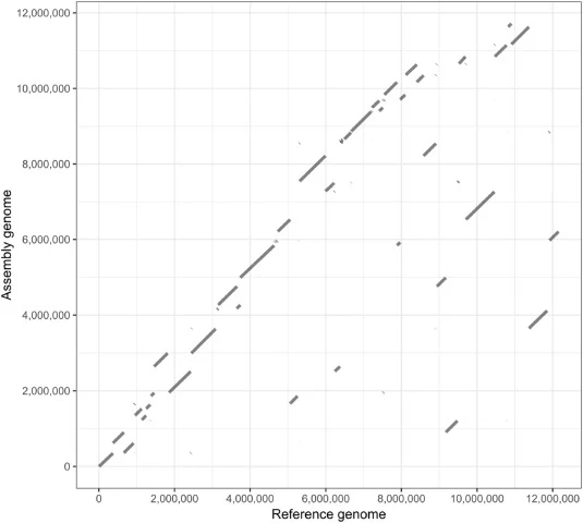 Dot plot comparison between the assembled genome and the reference genome. Each diagonal segment represents a locally aligned region. The dominant diagonal pattern indicates high genomic collinearity between the assembly and the reference, while gaps and off-diagonal alignments suggest potential ass