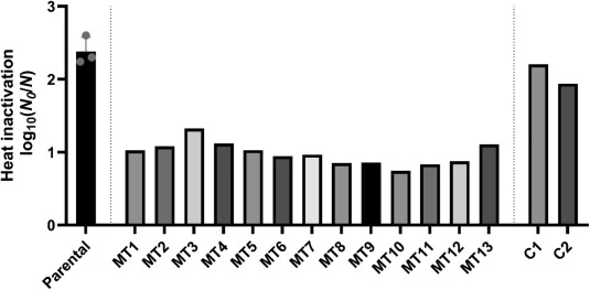 Directed evolution yields heat resistant mutants. Mutant lineages of parental MG1655 (MT1–13) were generated by nine cycles of successive and increasingly severe heat shocks (from 48 °C to 52 °C with 0.5 °C increments) of exponential phase cells, followed by overnight recovery before starting a new