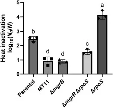 mgrB deletion phenocopies heat shock resistance and does so largely independent of rpoS. The mean logarithmic reduction factor, individual values of three biological replicates, and the SD after heat shock (15 min at 52 °C) are shown for an exponential phase culture of parental MG1655 and its indica