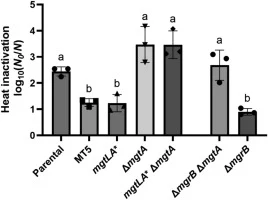 The identified intergenic mgtLA* mutation phenocopies heat shock resistance by a gain-of-function effect on the mgtA ORF and the ∆mgrB mutation confers heat shock resistance through mgtA. The mean logarithmic reduction factor, individual values of three biological replicates, and the SD after heat s