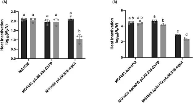 Plasmid-borne mgtA expression provides heat shock resistance to wild-type MG1655 and ∆phoPQ cells. The mean logarithmic reduction factor, individual values of three biological replicates, and the SD after heat shock (15 min at 52 °C) are shown for an exponential phase culture of a wild-type MG1655 s