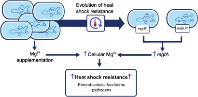 Mg2+ deficiency affects heat shock resistance in Escherichia