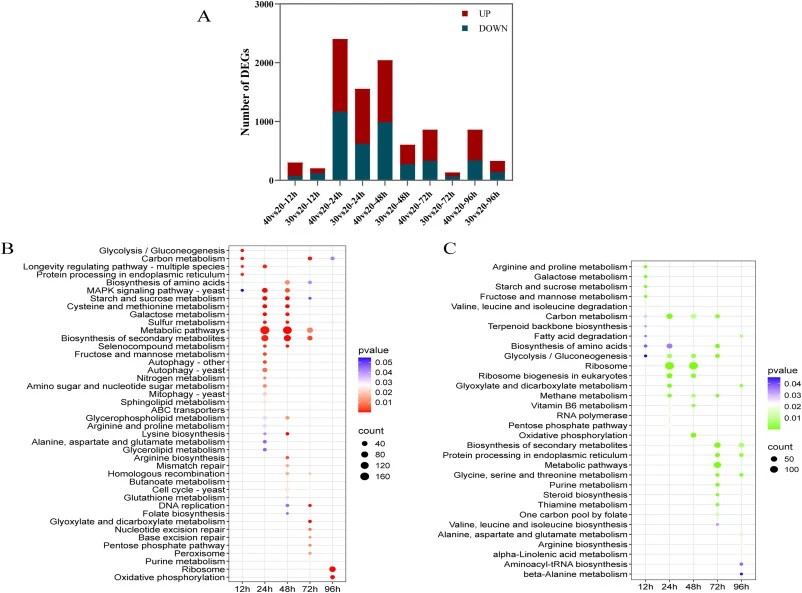 Transcriptome profiling across fermentation stages. (A) Number of differentially expressed genes (DEGs). (B–C) KEGG pathway enrichment analysis of (B) upregulated and (C) downregulated DEGs between the 40-vs-20 comparison across 12h–96 h. Dot size indicates gene count; color indicates statistical si