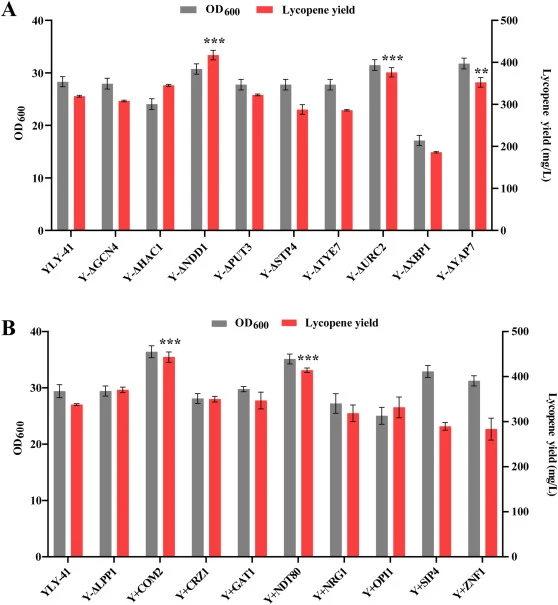 Effects of single-TFs knockout and overexpression on cell growth and lycopene production. (A) The cell growth and lycopene production of single-gene knockout strains; (B) The cell growth and lycopene production of strains with single-gene overexpression; Statistical significance was determined by tw