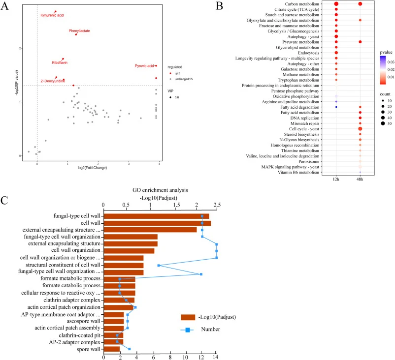 Targeted carbon metabolomics and transcriptomics analysis comparing Y-ΔYC+M with YLY-41. (A) Volcano plot of differential metabolites in Y-ΔYC+M VS YLY-41 at 12 h. Red dots indicate significantly upregulated metabolites, while gray dots indicate unchanged metabolites. (B) KEGG enrichment of up-regul