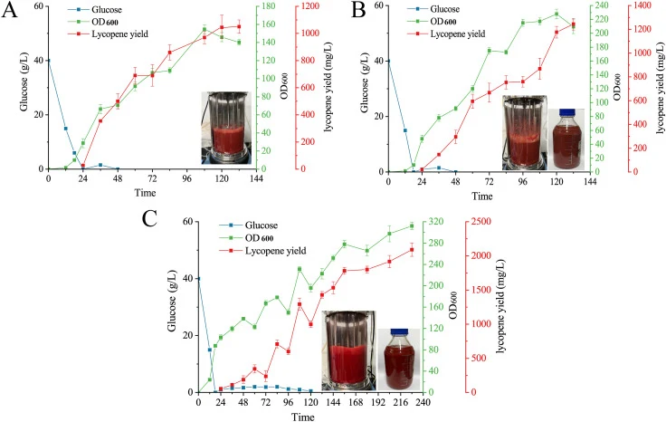Fed-batch fermentation of the engineered strains. (A) Batch fermentation of YLY-41, with continuous feeding of glucose and yeast extract. (B) Batch fermentation of Y-ΔYC+M, with continuous feeding of glucose and yeast extract. (C) Batch fermentation of Y-ΔYC+M, with initial feeding of glucose and ye