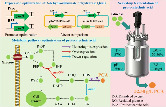 Design diagram of high-yield synthesis of protocatechuic acid using metabolic engineering and fermentation process optimization in Escherichia coli W3110. T, temperature; G6P, glucose-6-phosphate; PEP, phosphoenolpyruvate; PYR, pyruvate; Ru5P, ribulose 5-phosphate; E4P, erythose-4-phosphate; DAHP, 3