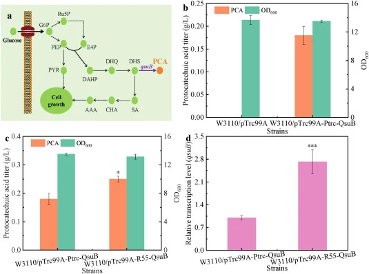 Construction and characterization of protocatechuic acid biosynthetic pathway. (a) Schematic diagram of protocatechuic acid biosynthetic pathway. G6P, glucose-6-phosphate; PEP, phosphoenolpyruvate; PYR, pyruvate; Ru5P, ribulose 5-phosphate; E4P, erythose-4-phosphate; DAHP, 3-deoxy-D-arabino-heptulos