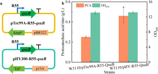 Comparison of expression vectors promotes the synthesis of protocatechuic acid. (a) Schematic diagram of two expression vectors. (b) The protocatechuic acid titer and biomass of strain WP3 (W3110/pHY-R55-QsuB) and control strain WP2 (W3110/pTrc99A-R55-QsuB). P > 0.05 (NS), P < 0.05 (*), P < 0.01 (**