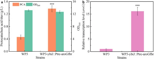 Strengthening the synthesis pathway for improving protocatechuic acid titer. (a) The protocatechuic acid titer and biomass of strain WP4 (WP3-ybiJ::Ptrc-aroG fbr) and control strain WP3. (b) Analysis of aroG transcriptional levels between strains WP4 and WP3. P > 0.05 (NS), P < 0.05 (*), P < 0.01 (*