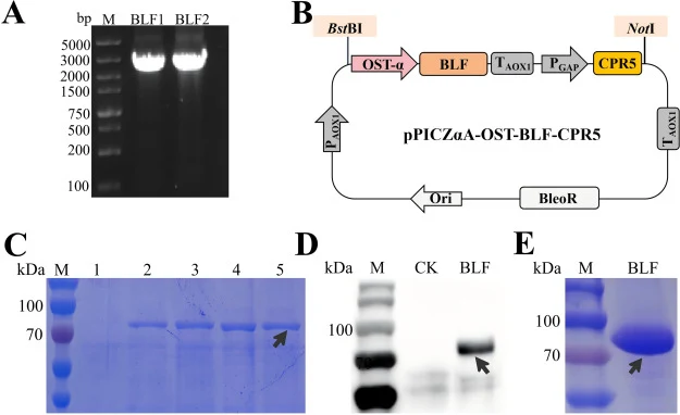 Construction and fermentation of recombinant BLF strain. (A) Schematic diagram of BLF expression plasmid construction; (B) PCR verification of BLF gene integration in recombinant P. pastoris; (C) SDS-PAGE analysis of expression products from recombinant strain. M: protein marker; lanes 1–5: induced