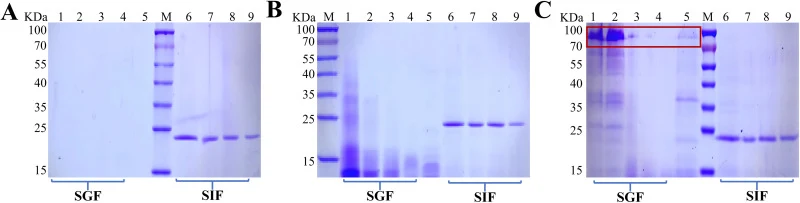 Electrophoretic analysis of rBLF and rBLF-NaAlg during simulated gastrointestinal digestion. (A) Blank control of gastrointestinal fluids: lane 1: gastric digestion 5 min; lane 2: 30 min; lane 3: 60 min; lane 4: 120 min; lane 5: pH adjusted to 7 after gastric phase; lane 6: intestinal digestion 5 mi