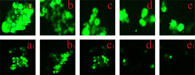 CLSM images of rBLF and rBLF-NaAlg during simulated gastrointestinal digestion. a: rBLF; b: rBLF after 60 min gastric digestion; c: rBLF after 120 min gastric digestion; d: rBLF after 60 min intestinal digestion; e: rBLF after 120 min intestinal digestion; a1: rBLF-NaAlg; b1: rBLF-NaAlg after 60 min